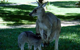 Kangaroo with joey